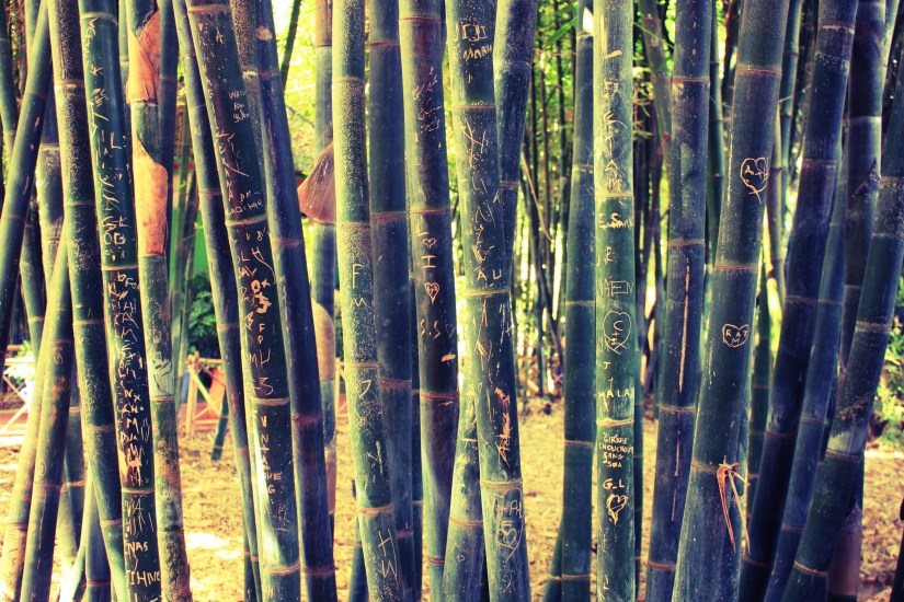 IMG_0137_InPixio_InPixio